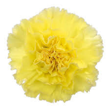 Carnation Minami Lemon sole (x25 st)