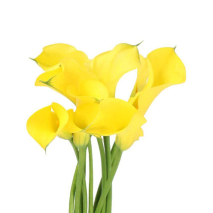 Calla Yellow continental - CAL YELL CONT