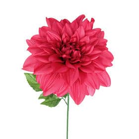 Dahlia HotPk s.v.