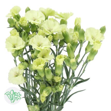 Dianthus Solomio Berni holex(1