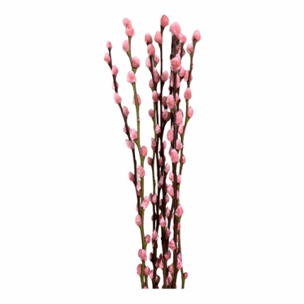 P.Willow Painted Pink holl 120
