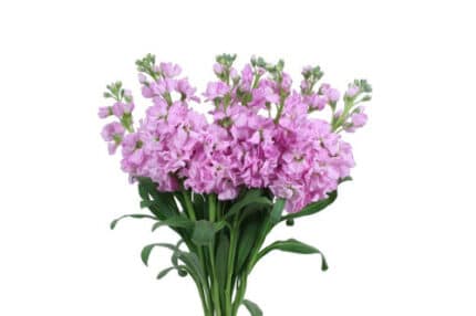 Stock Pink holex
