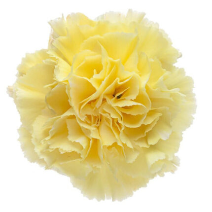 Carnation Sel Yellow trilogy