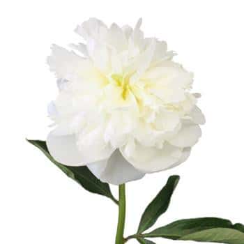 Peonie Madam Claude chile