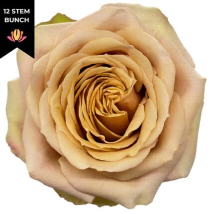 Rose Gdn Golden Mustard fresca(12st