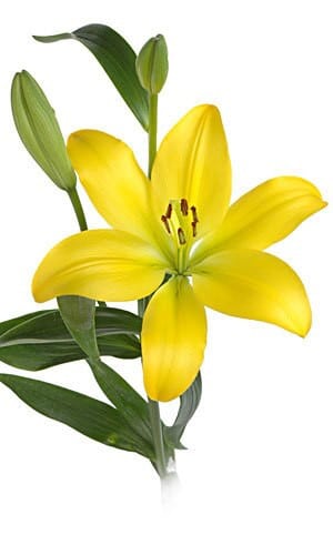 Lily Pavia continental