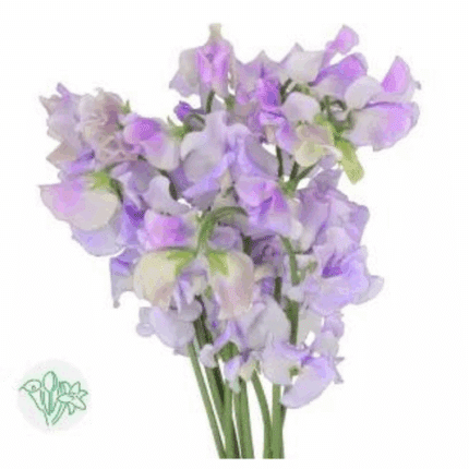 Sweet Pea Aoi holex wht &lav