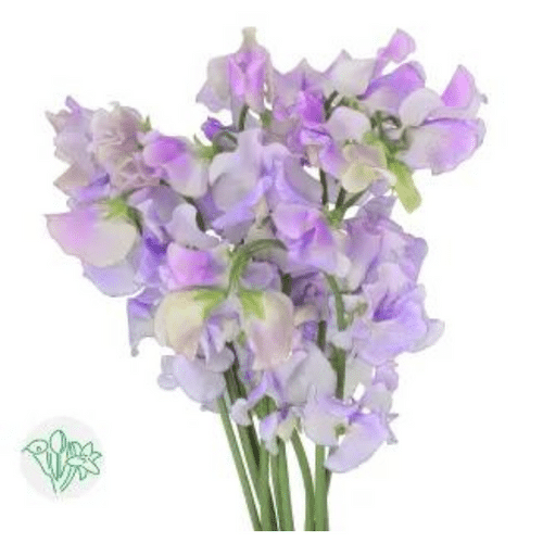 5eb1b113-681d-4f90-975f-d7907c528de4.png Sweet Pea Aoi holex wht &lav - Image 1