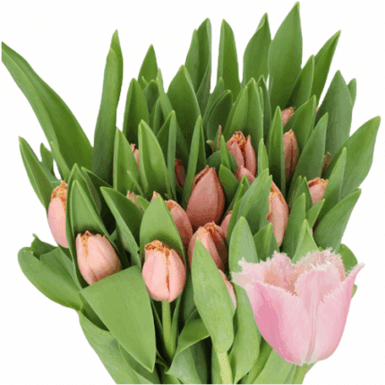 Tulip Frill Heartbeat holl ss