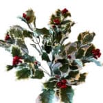 Holly Varigated Bush #3256