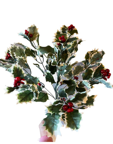 Holly Varigated Bush #3256