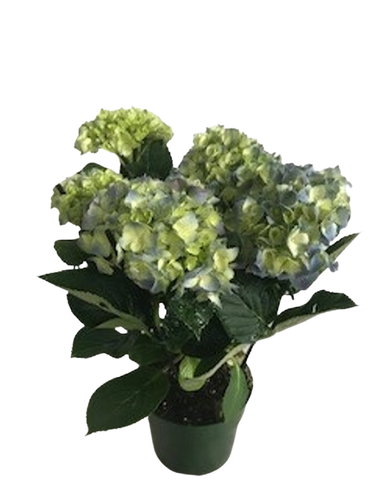 6 " BLOOMING 4BLM BLUE HYD