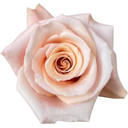 Rose MotherofPearl 60 florecal