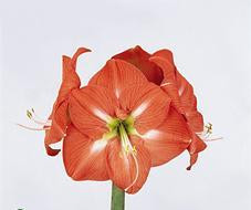 Amaryllis nagano holl(st)