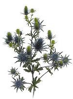 Eryngium s.v.