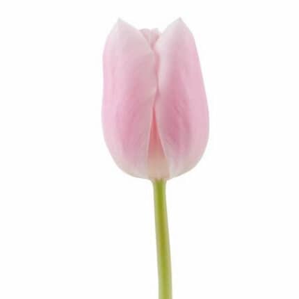Tulip Gabrielle holl