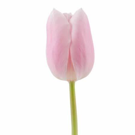 5f05b1d7-18c8-4aea-ba82-b3267075213b.jpg Tulip Gabrielle holl - Image 1