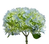 Hydra. Green Spring sel rfi(st