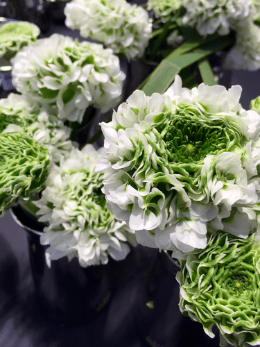 Ranunculus Pon Igloo Grn Wht c