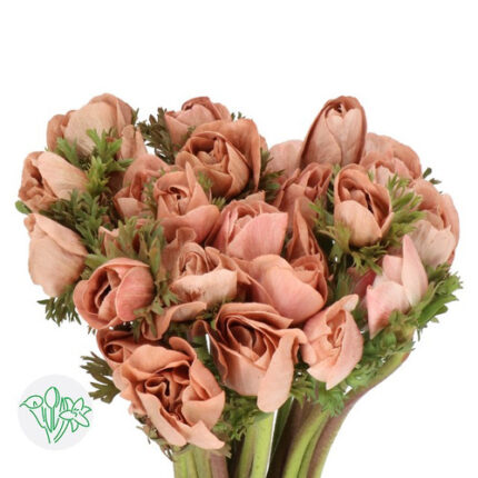 Anemonie Powder Choco holl