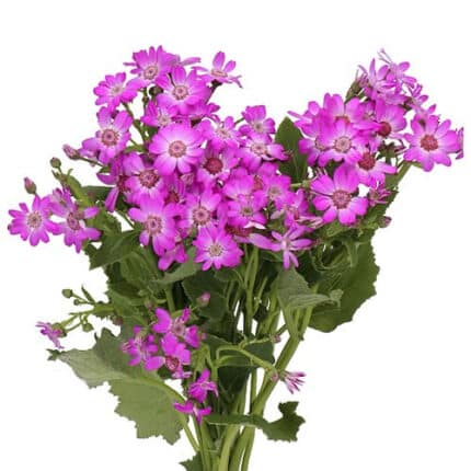 Pericallis Hot Pink fresca
