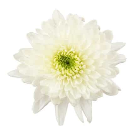 MUMS x 11 white florisol