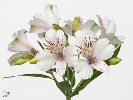 Alstro Siberia gdns sel white