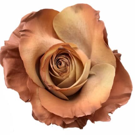 Rose Coffee Time Painted 50cm