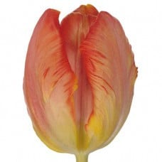 Tulip Orange Parrot vd