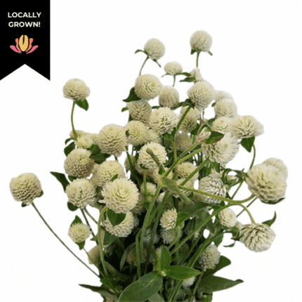 Gomphrena White local