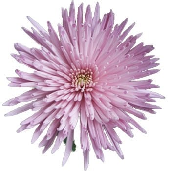 Mum Delistar Lilac florisol
