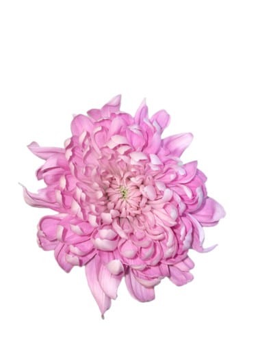 Mum Cremon Pink Rossano galler