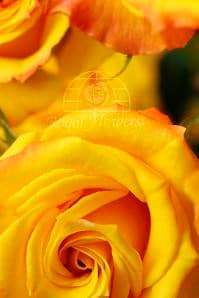 Golden mimi spray rfi