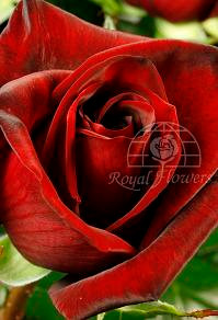 BLACK magic 40 rfi