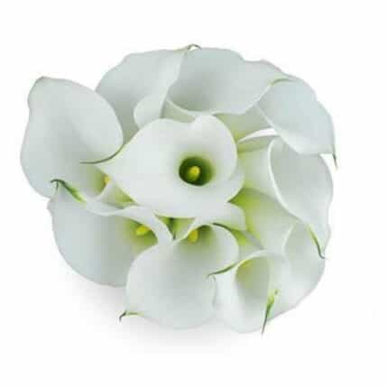Calla Mini White holl