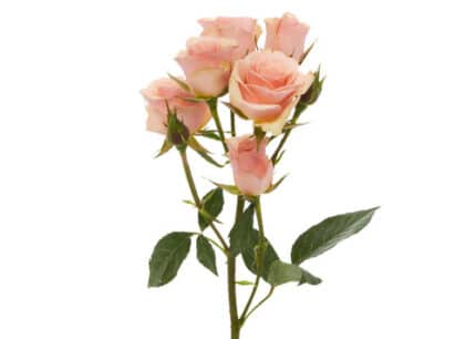 RoseSpray Ilse mia