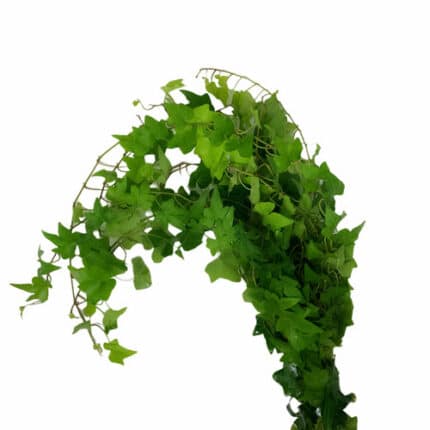 Ivy Green