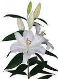 Cantarino lily holl(white)2+85