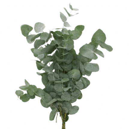 Eucalyptus Cinerea 75cm holl