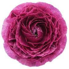 Ranunculus Cloni Success Renoir