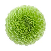 Mums Balls Green Cosette sole(