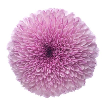 Mum Disbud Lipgloss multlflora