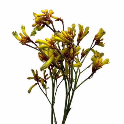 Kangaroo Paws Yellow mellano