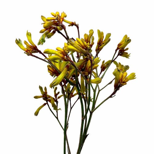 5f610096-e794-4e00-9709-1a01f2ec1d30.jpg Kangaroo Paws Yellow mellano - Image 1