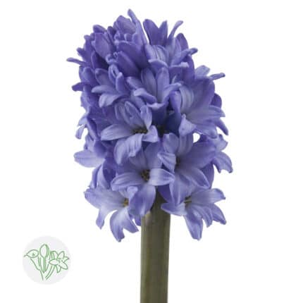 Hyacinth Minos holl blue