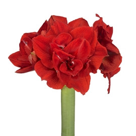 Amaryllis Dbl Duke holl(Stem)