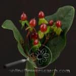 Hypericum mag burg sole