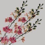 Larkspur Dkpk joe&son