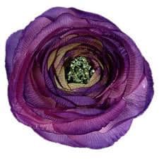 Ranunculas purple camflor