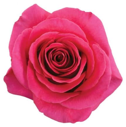 Rose Hot Explorer 50cm naranjo